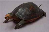 斑龜藏品圖，第9張